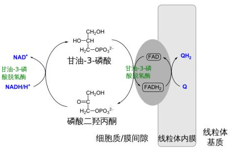 底物水平磷酸化定义(底物水平磷酸化的差别)-第1张图片-万福百科