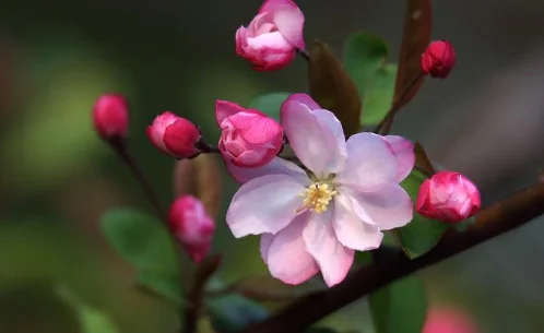 海棠花的种类有哪些 海棠花的种类介绍(盆栽海棠花有哪些种类)-第1张图片-万福百科