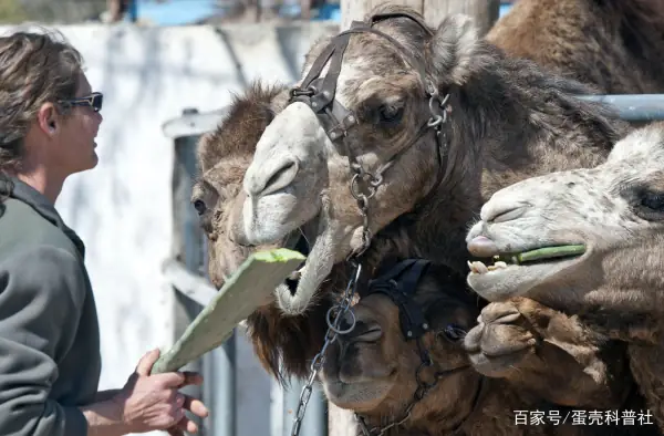 仙人掌骆驼怎么吃不怕刺?骆驼吃仙人掌，刺去哪了?-第6张图片-万福百科