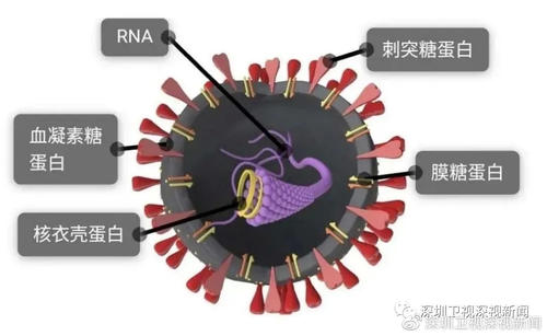 新冠病毒导致重症概率高不高(上海新冠肺炎重症患者死亡率多高)-第5张图片-万福百科