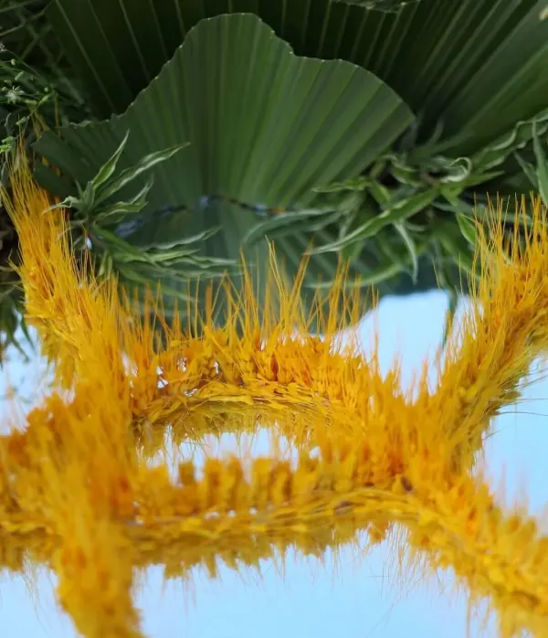 日历上的芒种是什么意思 芒种节气的含义是什么意思(芒种的寓意是什么意思)-第1张图片-万福百科