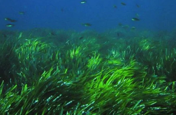 海里也有动植物生病吗?海里的动植物材料是什么-第1张图片-万福百科