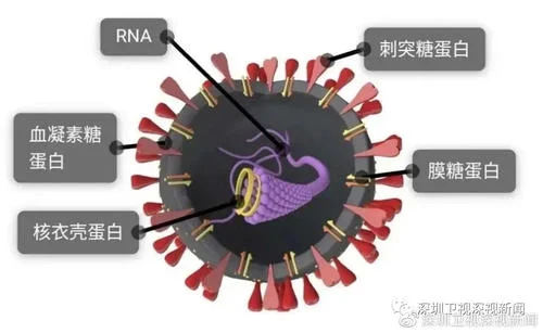 新冠病毒导致重症概率高不高(上海新冠肺炎重症患者死亡率多高)-第7张图片-万福百科