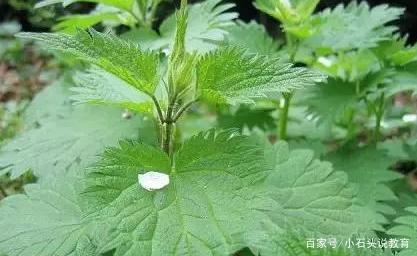 云南楚雄可以种植什么中草药(云南什么地方种植中草药更好)-第3张图片-万福百科