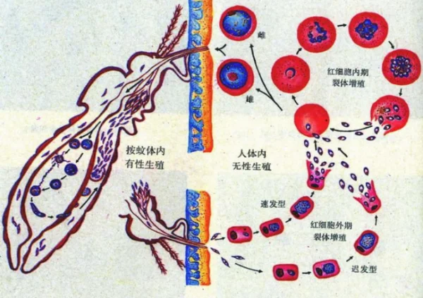 “疟原虫抗癌”真的靠谱吗?晚期肺癌脑转移还能用疟原虫治疗吗-第7张图片-万福百科