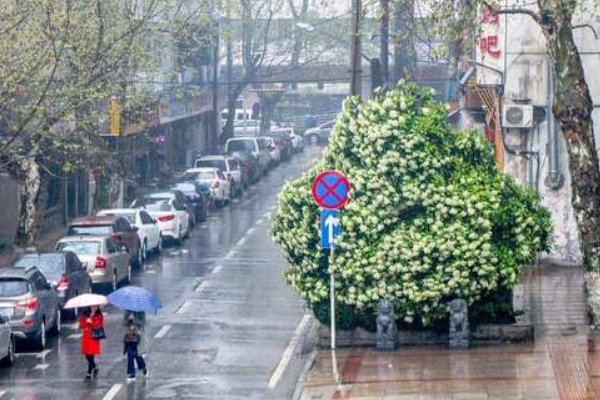 女生为什么不能闻石楠花的味道(为什么男的一闻石楠花味道就会笑?)-第3张图片-万福百科