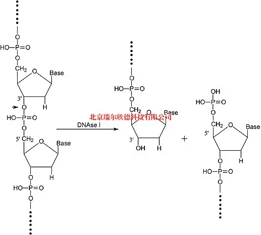 脱氧核糖核酸酶的介绍(无脱氧核糖核酸酶和核糖核酸酶污染怎么做)-第1张图片-万福百科