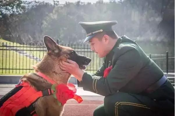 汶川地震搜救犬全部处死的报道是否是真的？-第13张图片-万福百科