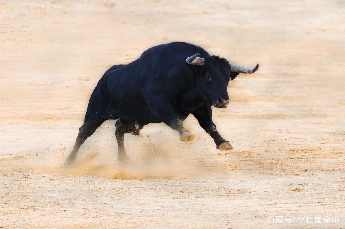 脚踏实地代表什么生肖(脚踏实地最实在是什么生肖?)-第3张图片-万福百科