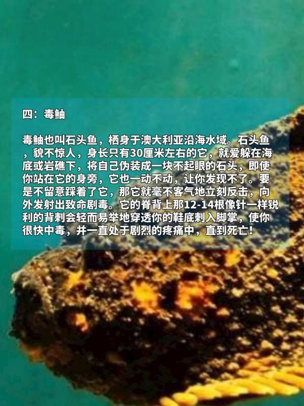 总结世界十大毒王(世界十大毒王植物)-第5张图片-万福百科