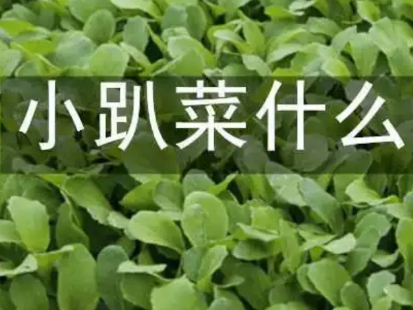 小趴菜是什么意思啊(小松菜和小趴菜是什么意思？)-第1张图片-万福百科