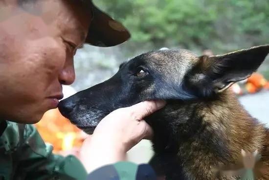 汶川地震搜救犬全部处死的报道是否是真的？-第8张图片-万福百科