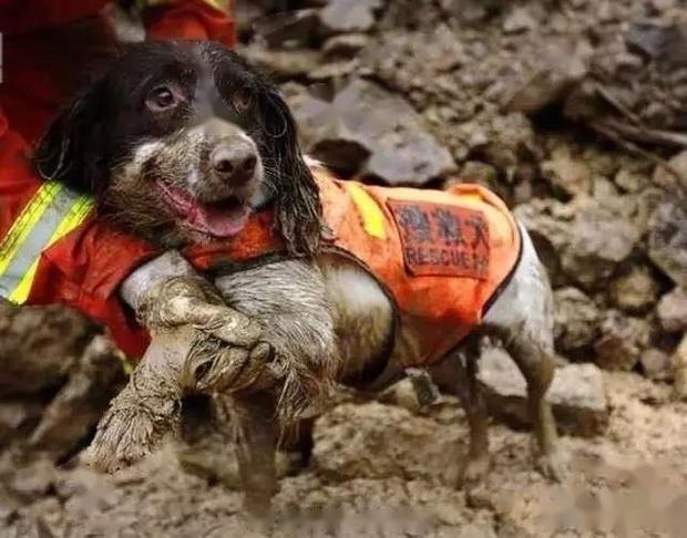 汶川地震搜救犬全部处死的报道是否是真的？-第6张图片-万福百科