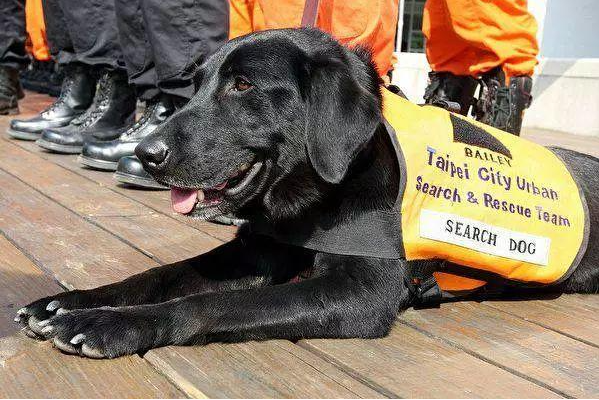 汶川地震搜救犬全部处死的报道是否是真的？-第12张图片-万福百科