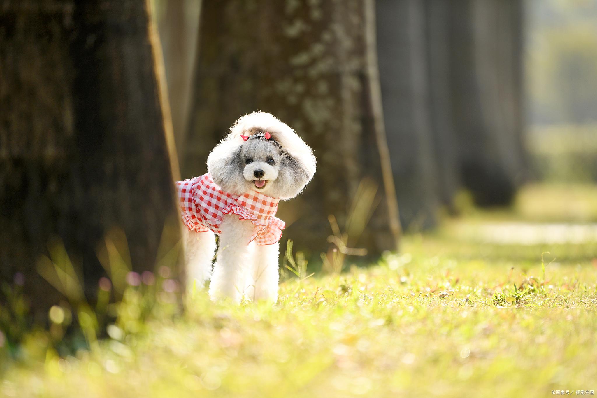 小贵宾犬多少钱一只(2岁贵宾犬多少钱一只)-第5张图片-万福百科