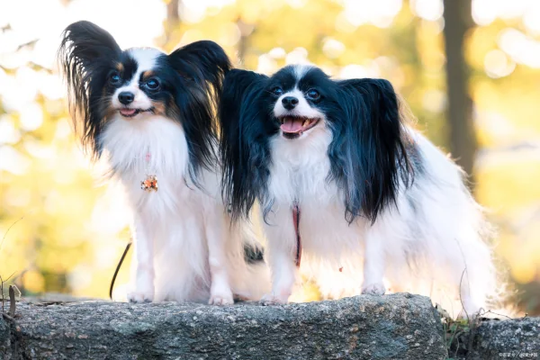 蝴蝶犬串串为什么禁养?养蝴蝶犬有什么好处-第6张图片-万福百科