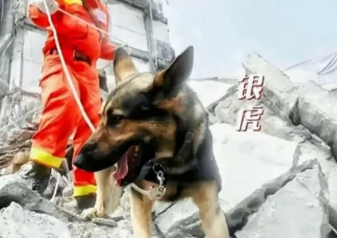 汶川地震搜救犬全部处死的报道是否是真的？-第1张图片-万福百科