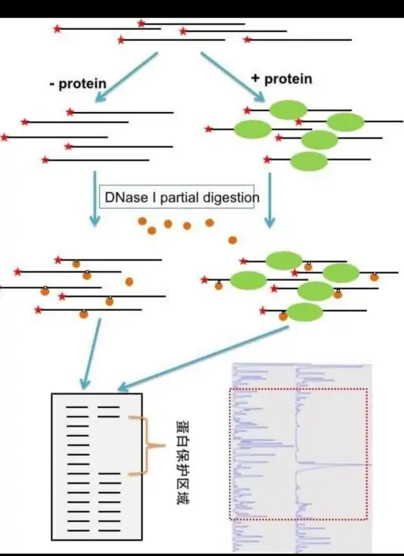 脱氧核糖核酸酶的介绍(无脱氧核糖核酸酶和核糖核酸酶污染怎么做)-第2张图片-万福百科