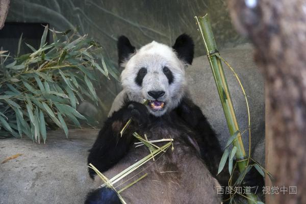 旅美大熊猫丫丫死了吗(大熊猫丫丫去哪了呢?)-第4张图片-万福百科