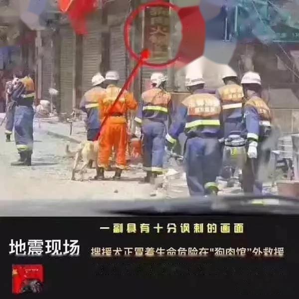 汶川地震搜救犬全部处死的报道是否是真的？-第10张图片-万福百科