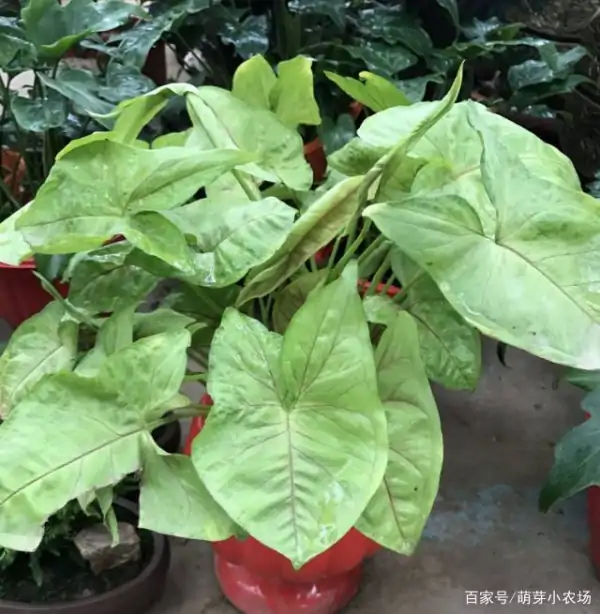 夏天植物浇水什么时间为好-第9张图片-万福百科