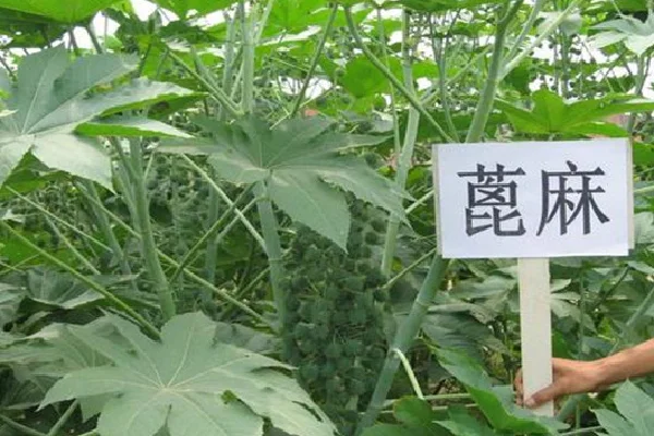 总结世界十大毒王(世界十大毒王植物)-第16张图片-万福百科