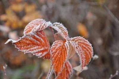 《今年冬天下雪吗》这本小说怎么样?岳阳今年冬天下雪吗?-第13张图片-万福百科