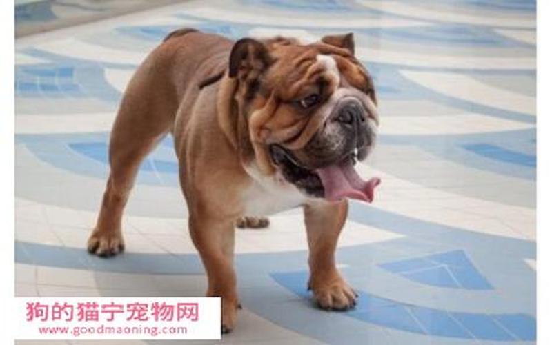 斗牛犬好养吗(斗牛犬养起来方便吗？)-第1张图片-万福百科