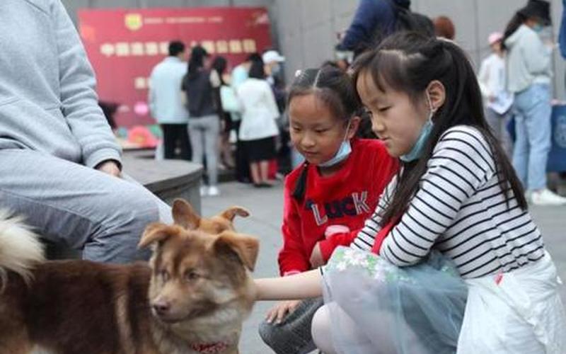 宠物领养中心,宠物领养中心：给流浪动物一个温暖的家-第1张图片-万福百科