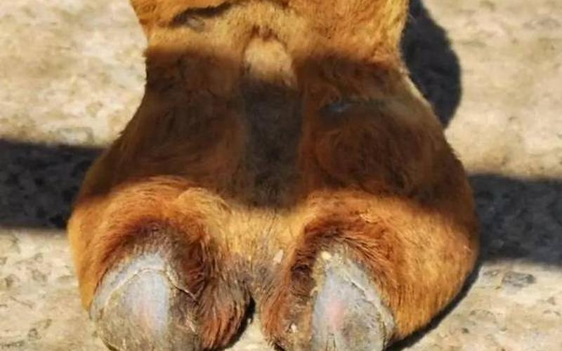 Camel toepics-骆驼趾：女性时尚界的新宠-第1张图片-万福百科