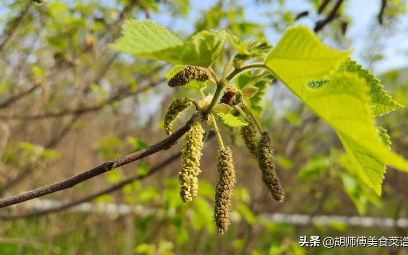 构树穗怎么吃,构树穗的食用 *** ，你知道吗？-第1张图片-万福百科