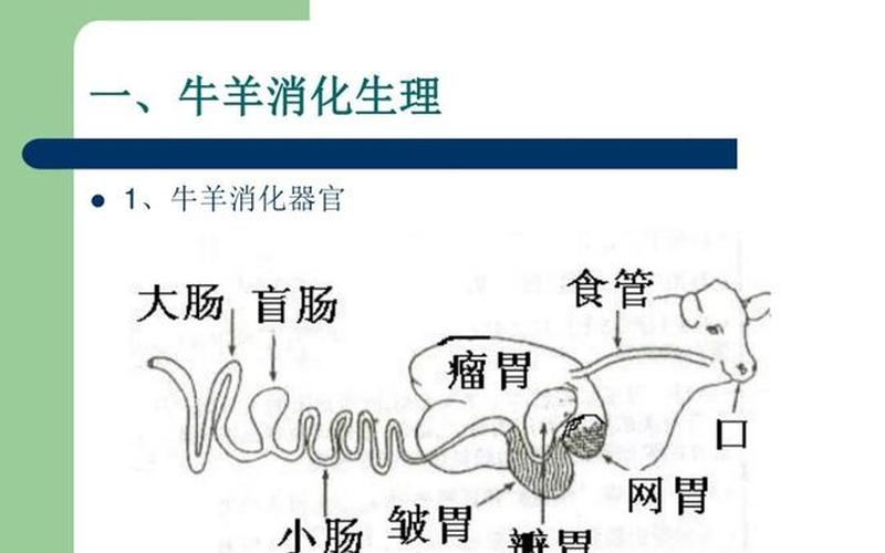 动物消化系统的组成(消化系统：构成与功能)-第1张图片-万福百科