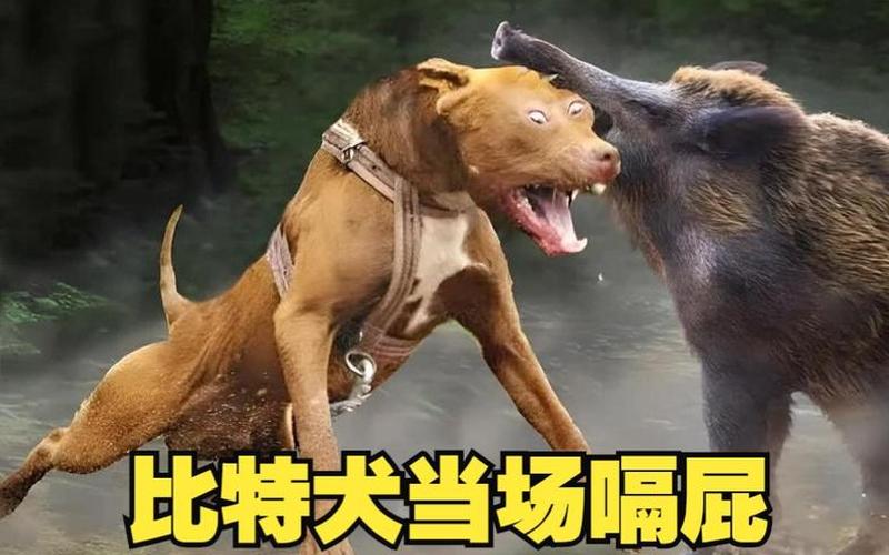 比特犬与藏獒：谁更胜一筹？-第1张图片-万福百科