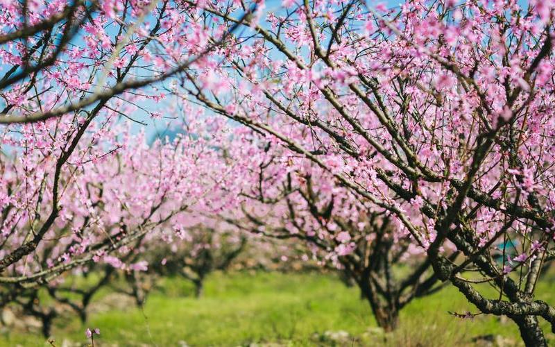 peach tree,桃花扇动，春意盎然：走进桃林，感受花开的魅力-第1张图片-万福百科