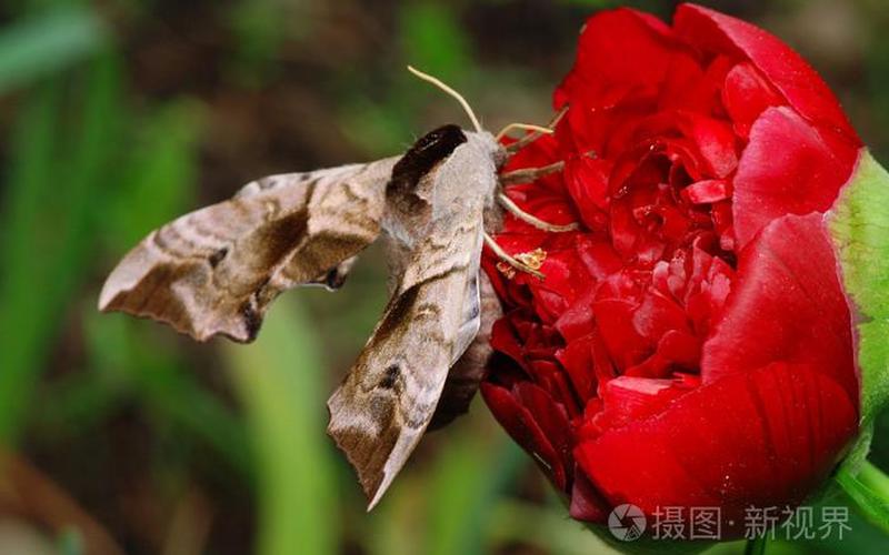 红色飞蛾有毒吗-红色飞蛾：毒性如何？-第1张图片-万福百科