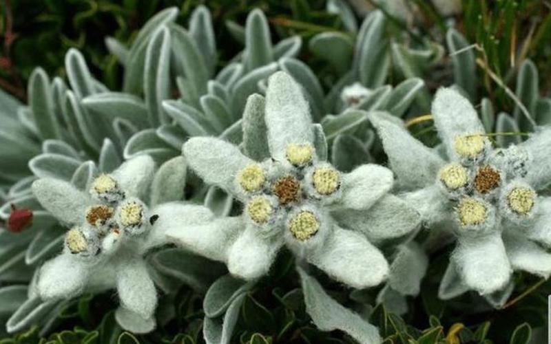 Snowy Beauty- The Story of Edelweiss-第1张图片-万福百科