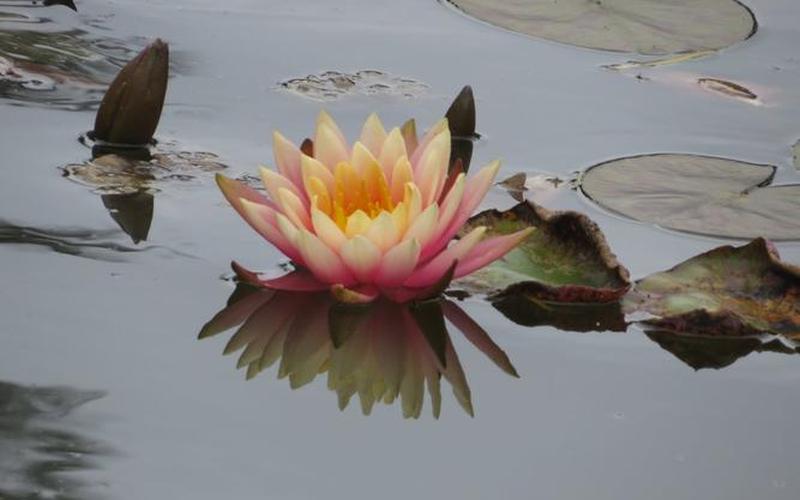 倒挂莲花图片(倒插莲花：美丽绽放，花开水中，倒影妙境)-第1张图片-万福百科