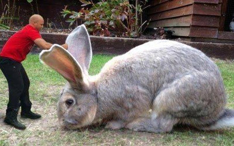 巨型食人兔子-巨型食人兔袭击城市，人类能否逃脱？