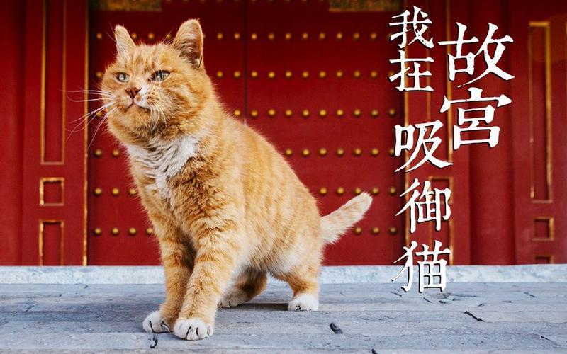 故宫现巨型御猫(故宫巨猫：神秘传说背后的历史密码)-第1张图片-万福百科