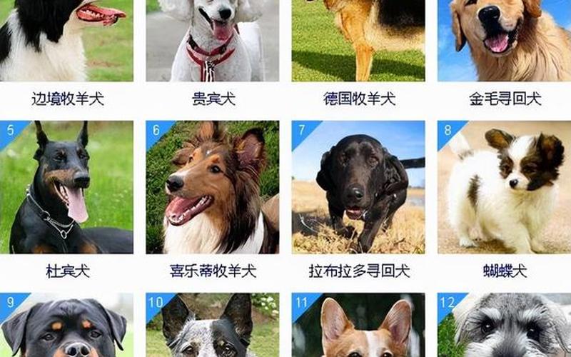 宠物犬智商排行榜：谁是最聪明的狗狗？-第1张图片-万福百科