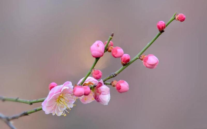 花骨朵儿拼音带声调,花骨朵儿：绽放的美丽之花-第1张图片-万福百科