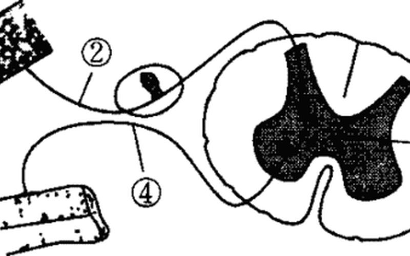 反射弧的组成有何临床意义,反射弧：光的回声-第1张图片-万福百科