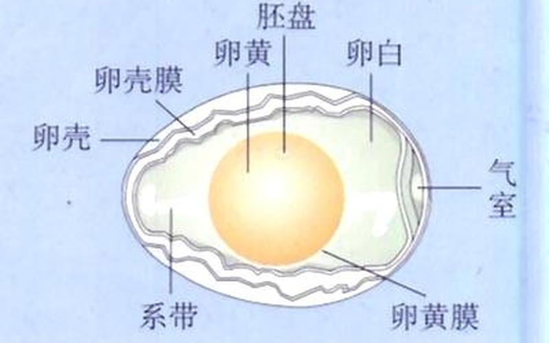 鸡蛋卵细胞：生命起源的奥秘-第1张图片-万福百科