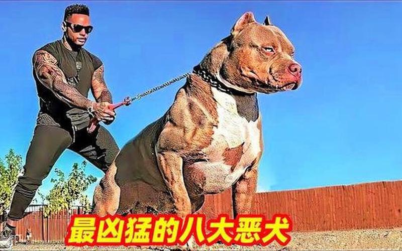 比特犬市场价多少钱一只-比特犬交易中心-第1张图片-万福百科