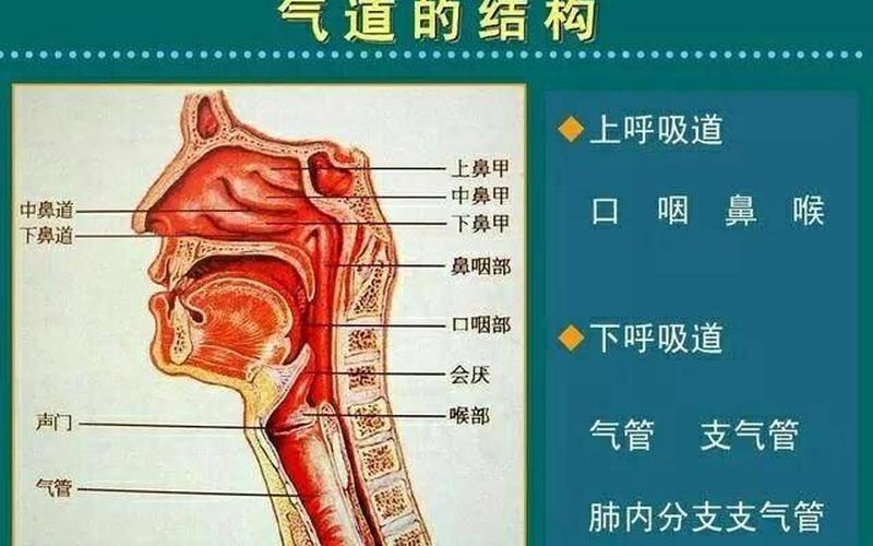 窦口鼻道复合体：呼吸道疾病的新研究焦点-第1张图片-万福百科