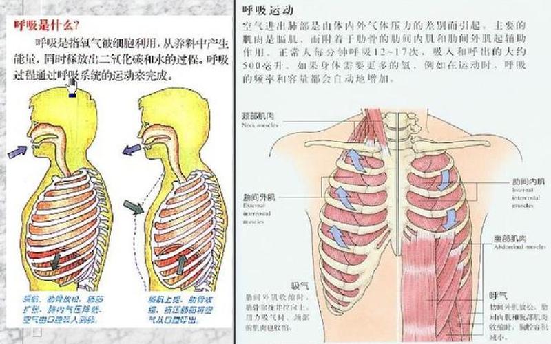 横膈膜：人体重要的隔膜-第1张图片-万福百科