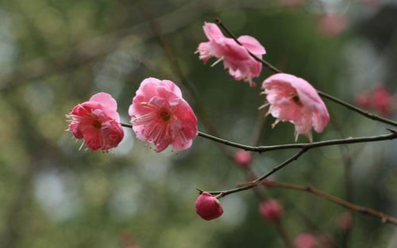 花开花落，心随风飘-第1张图片-万福百科