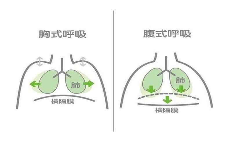 横膈膜：呼吸的中心-第1张图片-万福百科