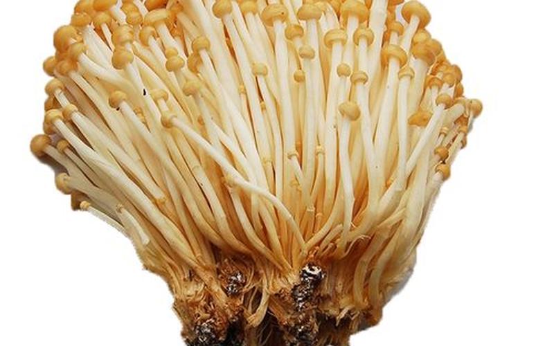 金针菇英文名(Golden Needle Mushroom- A Culinary Delight)-第1张图片-万福百科