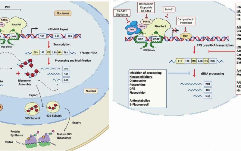 核糖体形成：从基础研究到应用前景-第1张图片-万福百科